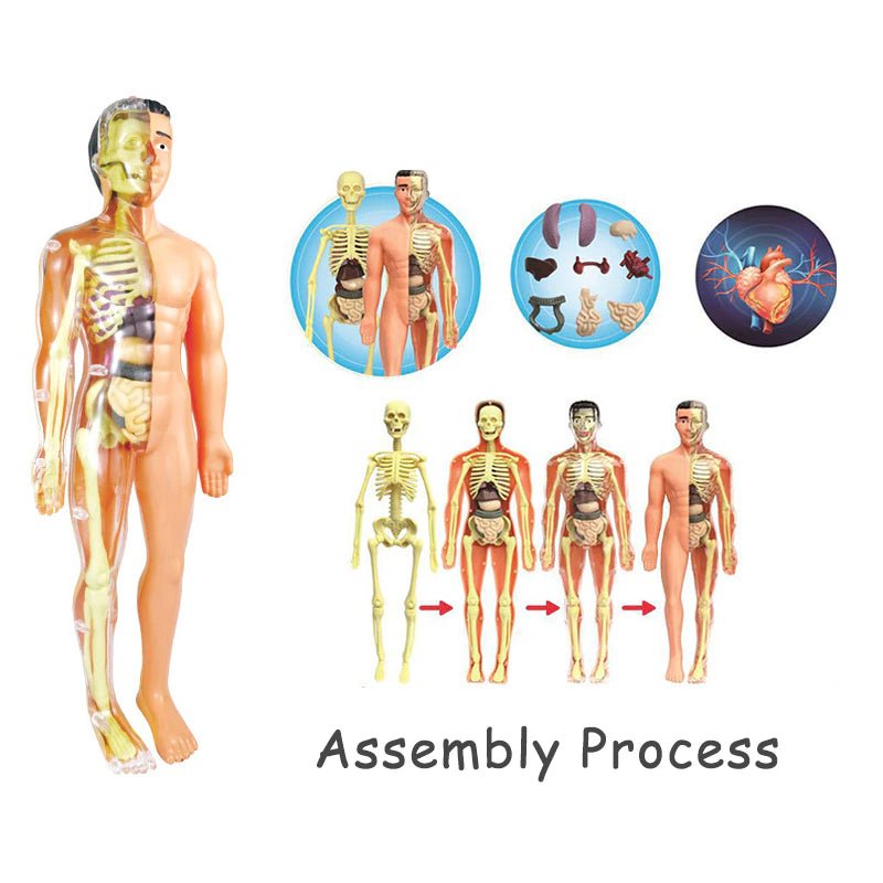 3D Human Body Torso Model Educational Assembly - DIY Toys Human Body Organ Teaching Tools Early Learning - The Toy Base