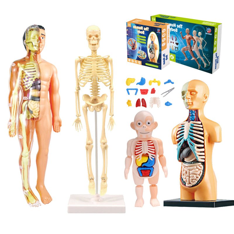 3D Human Body Torso Model Educational Assembly - DIY Toys Human Body Organ Teaching Tools Early Learning - The Toy Base