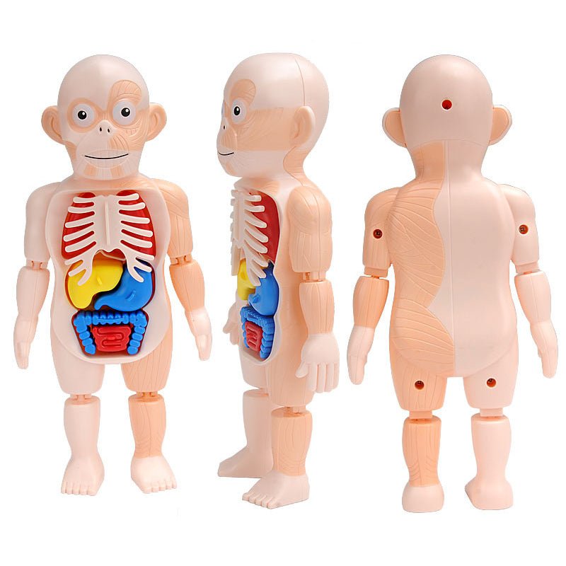 3D Human Body Torso Model Educational Assembly - DIY Toys Human Body Organ Teaching Tools Early Learning - The Toy Base