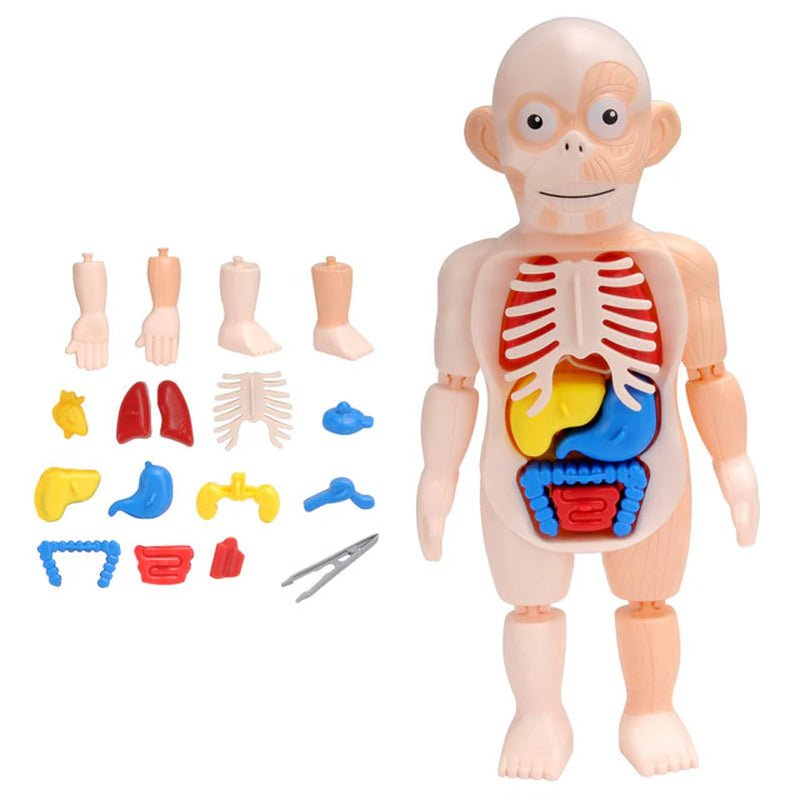 3D Human Body Torso Model Educational Assembly - DIY Toys Human Body Organ Teaching Tools Early Learning - The Toy Base