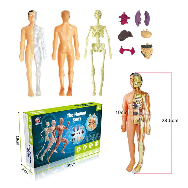 3D Human Body Torso Model Educational Assembly - DIY Toys Human Body Organ Teaching Tools Early Learning - The Toy Base