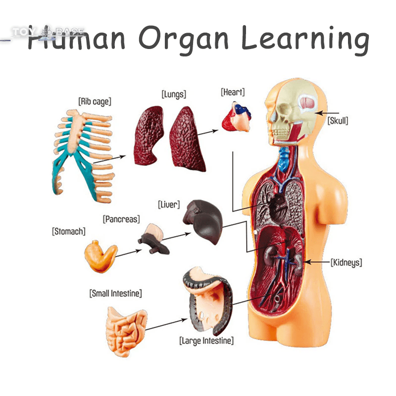 3D Human Body Torso Model Educational Assembly - DIY Toys Human Body Organ Teaching Tools Early Learning - The Toy Base