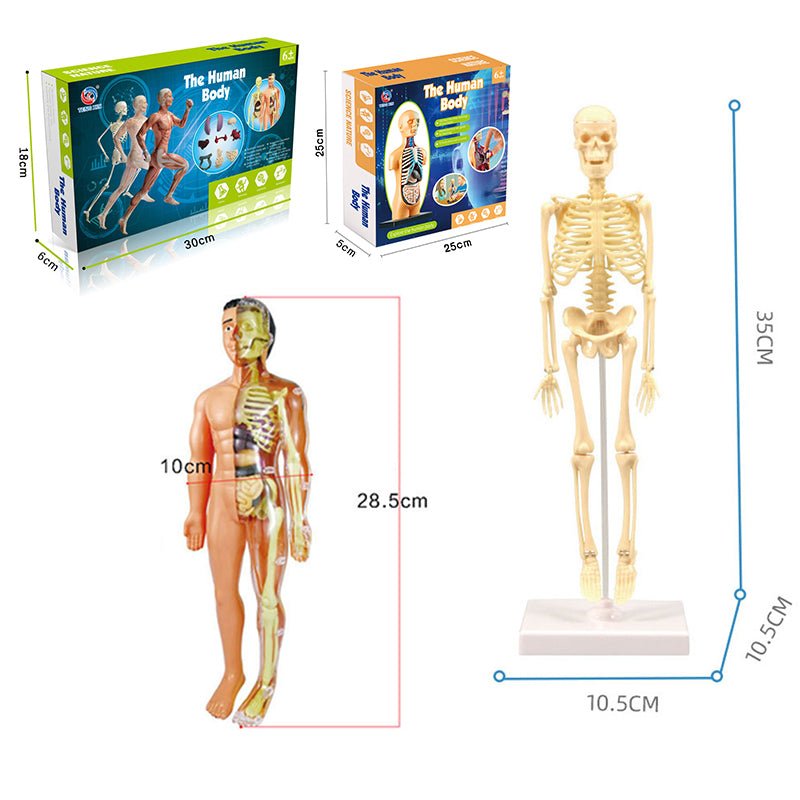 3D Human Body Torso Model Educational Assembly - DIY Toys Human Body Organ Teaching Tools Early Learning - The Toy Base