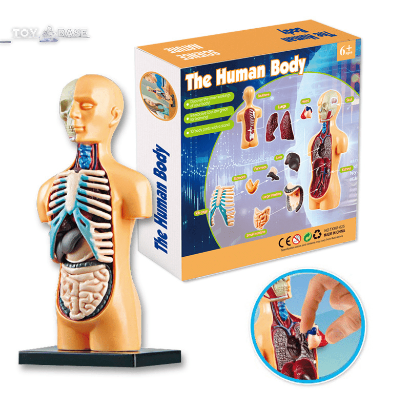 3D Human Body Torso Model Educational Assembly - DIY Toys Human Body Organ Teaching Tools Early Learning - The Toy Base